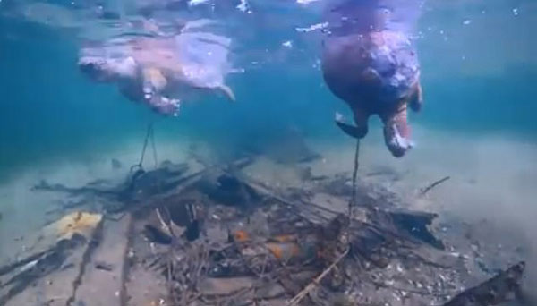 澳两只海龟被困浅海垃圾场最终饿死