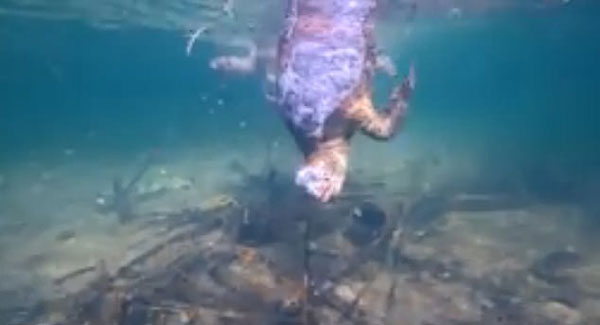 澳两只海龟被困浅海垃圾场最终饿死