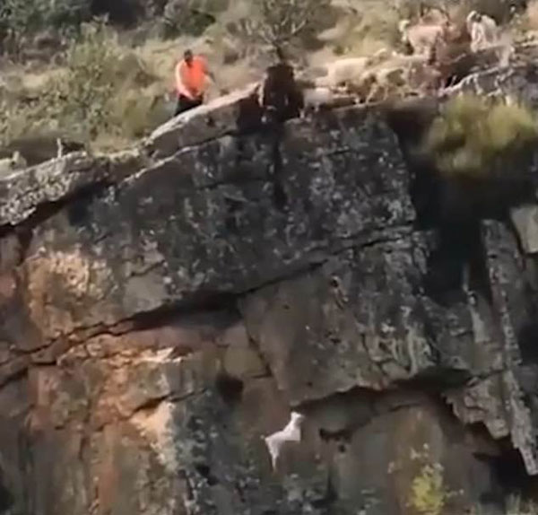 惊险！西班牙多只猎犬峭壁边捕鹿失足坠崖