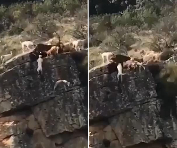 惊险！西班牙多只猎犬峭壁边捕鹿失足坠崖