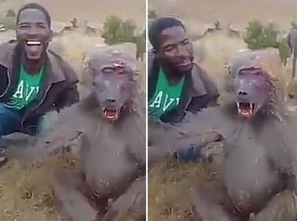 南非动物保护组织悬赏5000元捉拿虐待狒狒者