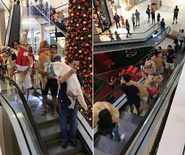 巴西13只金毛被主人抱着乘购物中心扶梯引围观