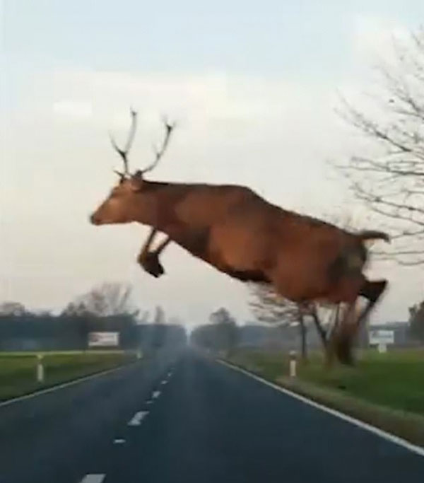 飞给你看！波兰一麋鹿在司机眼前跃起横跨公路