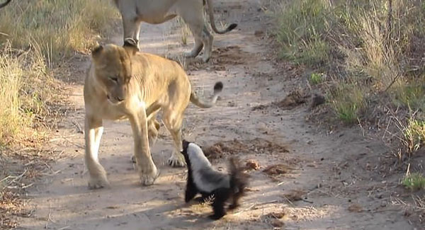 勇敢！南非两蜜獾对抗三只狮子毫不畏惧