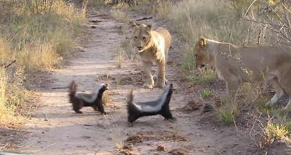 勇敢！南非两蜜獾对抗三只狮子毫不畏惧