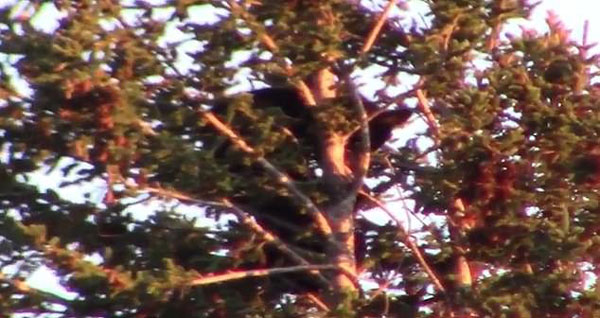 黑熊妈妈为保护幼崽躲避公熊 将其送到树上躲藏