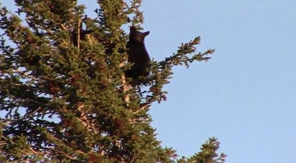 黑熊妈妈为保护幼崽躲避公熊 将其送到树上躲藏