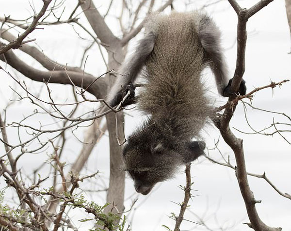 猴子触电后双臂被截 仍能用后肢自如活动跳跃