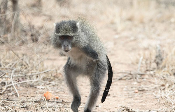 猴子触电后双臂被截 仍能用后肢自如活动跳跃