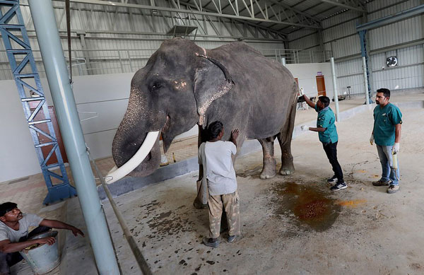 印度首家大象医院成立 拯救大象于水火之中