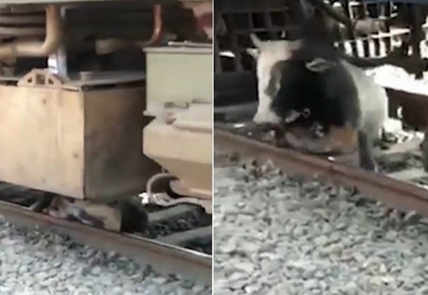 命大！印度一公牛卧铁轨间睡着被火车碾过并未受伤