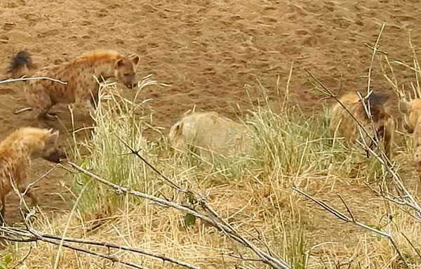 南非母狮遭鬣狗群围困 长啸一声喊来同伴支援