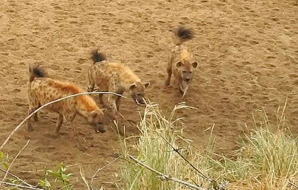 南非母狮遭鬣狗群围困 长啸一声喊来同伴支援