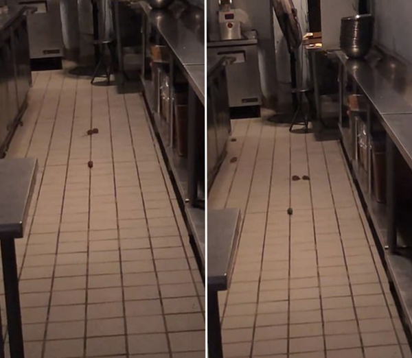 纽约一沙拉店被曝关张后店内有8只老鼠乱窜