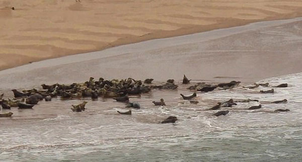 游客无视警告标志靠近海豹致其受惊冲向大海