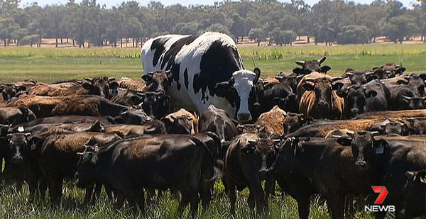 “鹤立鸡群”！澳大块头公牛重1.4吨堪比汽车
