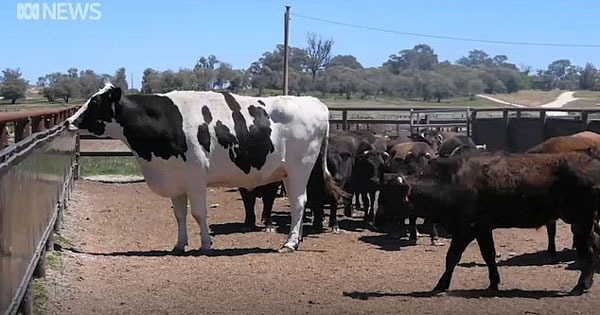 “鹤立鸡群”！澳大块头公牛重1.4吨堪比汽车