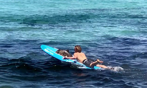 澳救生员用冲浪板帮助搁浅虎鲨重返大海获赞