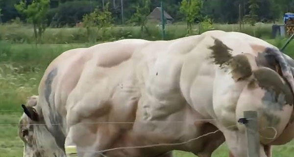 比利时种牛肌肉疯长变身“超级大块头”