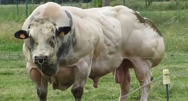 比利时种牛肌肉疯长变身“超级大块头”