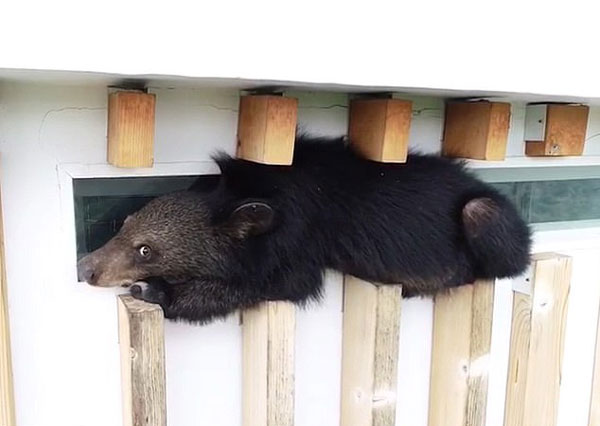 吃货本性！泰“熊”孩子为觅食攀18米高护栏被困