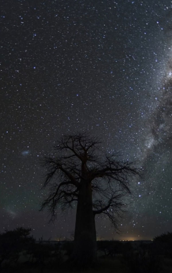 动人心魄！南非古树搭档璀璨星空美到令人窒息