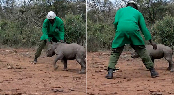 温情！肯尼亚犀牛孤儿学会追逐兴奋不已