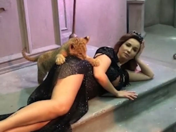 俄罗斯一狮崽与女主播拍照时坐卧不定咬其臀部
