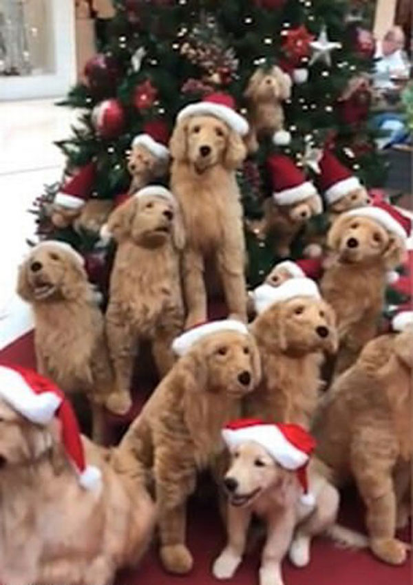 真假难辨！巴西商场混搭机器狗和宠物犬喜迎圣诞