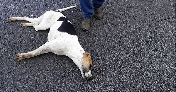 英国猎犬为追狐狸被车撞死引发热议