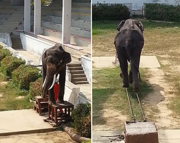 泰动物园萧条冷清 大象饿成皮包骨还被迫表演