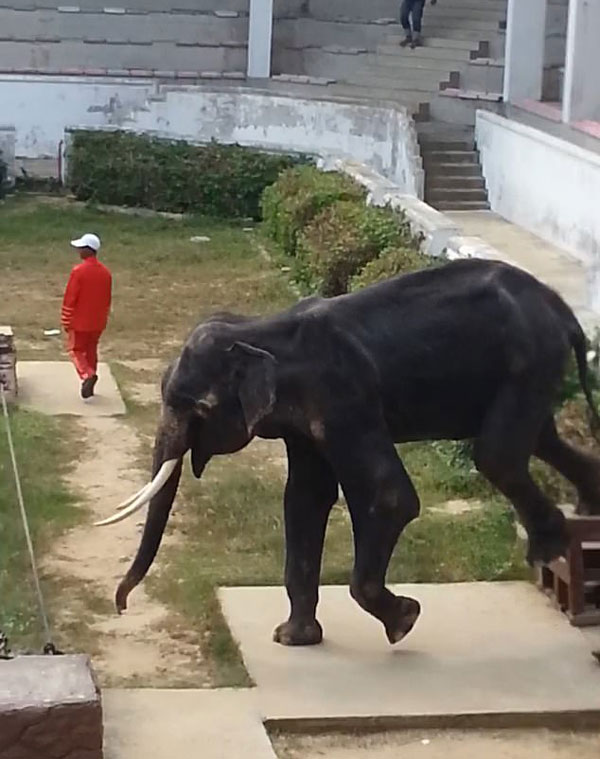 泰动物园萧条冷清 大象饿成皮包骨还被迫表演