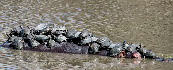 可爱！南非数十只乌龟搭乘河马背淡定晒太阳