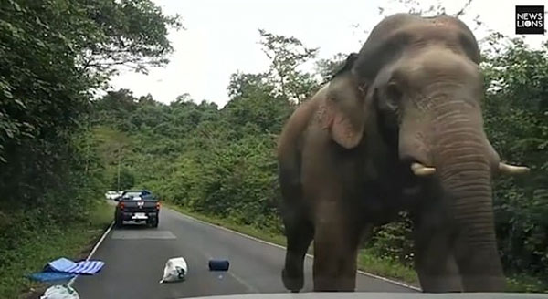 泰国一饥饿大象当街拦车疯狂“抢劫”食物