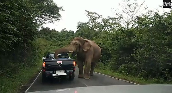 泰国一饥饿大象当街拦车疯狂“抢劫”食物