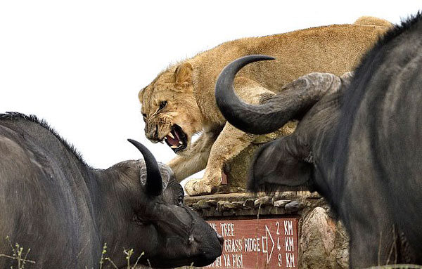 肯尼亚幼狮遭牛群围攻 吼来母狮成功从“牛口”逃生