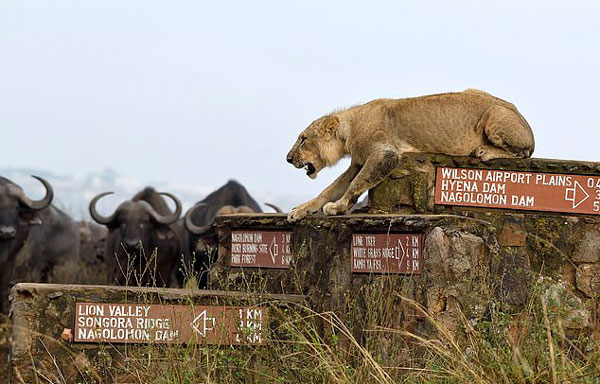 肯尼亚幼狮遭牛群围攻 吼来母狮成功从“牛口”逃生