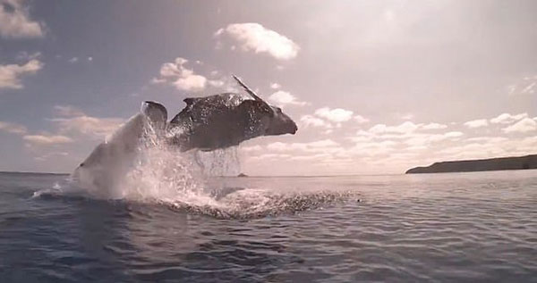 南太平洋小座头鲸冲出海面 腾空飞跃令人惊叹