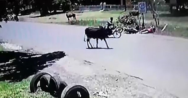 成精了！“功夫”牛使出回旋踢将一女子踢下摩托