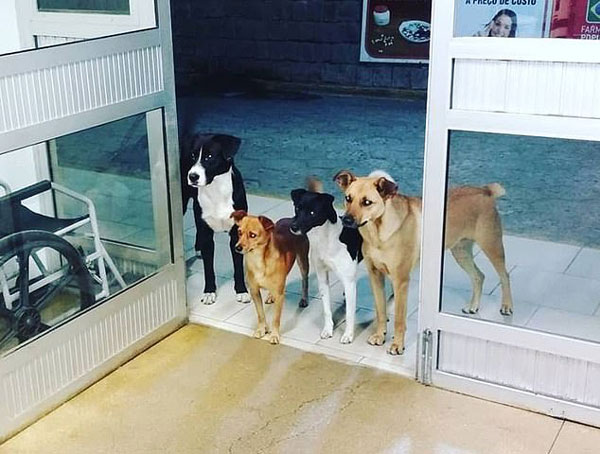 此情可待！巴西4只宠物狗医院门口等主人看病出来