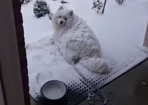萨摩犬赏雪入迷主人叫不回 变雪球萌化众人