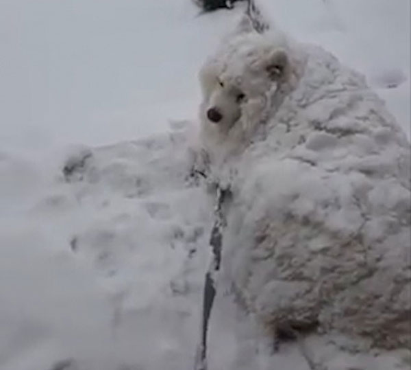 萨摩犬赏雪入迷主人叫不回 变雪球萌化众人