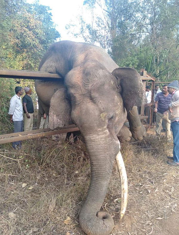 心痛！印濒危大象为觅食翻农场篱笆被卡窒息而亡