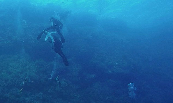 惊险！德国游客在红海潜水时遭白鳍鲨咬伤腿部
