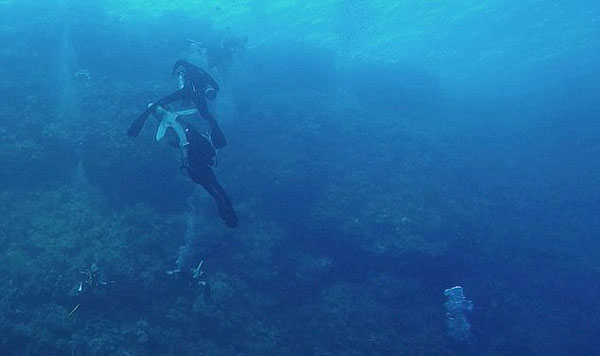 惊险！德国游客在红海潜水时遭白鳍鲨咬伤腿部