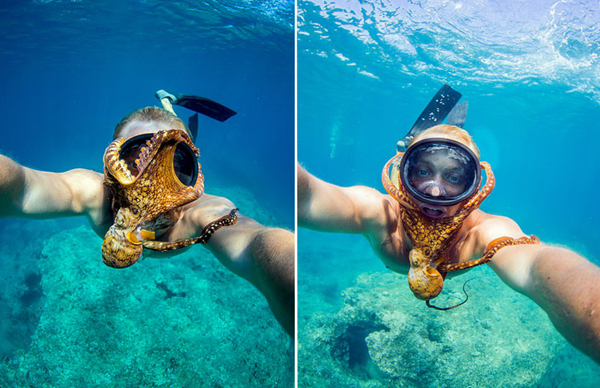 美摄影师水下自拍时遭章鱼袭脸“抢镜”