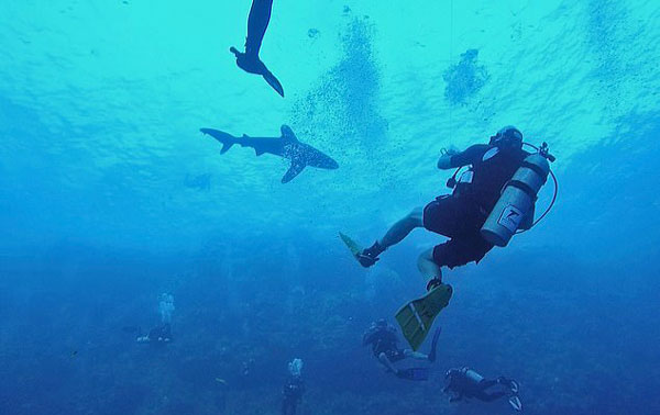惊险！德国游客在红海潜水时遭白鳍鲨咬伤腿部
