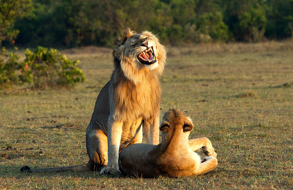 大展雄风！雄狮交配前怒吼对母狮“咧嘴笑”