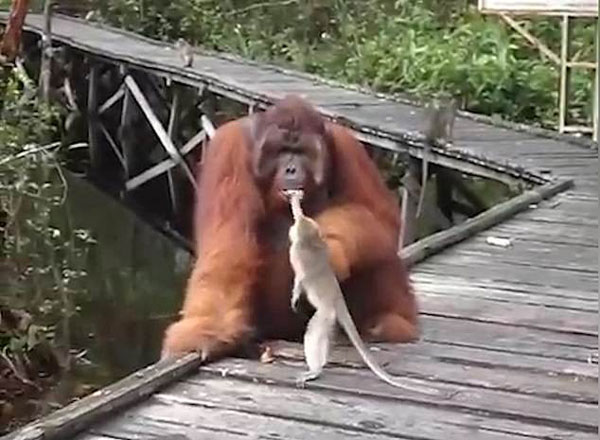搞事情！印尼贪吃猕猴从大猩猩嘴里偷香蕉被按倒