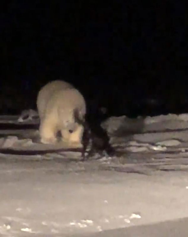 雪上奇遇记！北极熊和小狗野外偶遇成玩伴